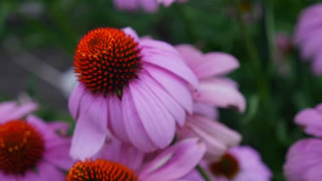 <unk>紅花 (echinacea purpurea) - 夏天在花場上的粉紅色<unk>花