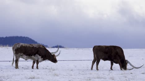 Texas-Longhorn-Cattle-Herd-Grazing,-Snowy-Field,-Overcast-Day,-4K