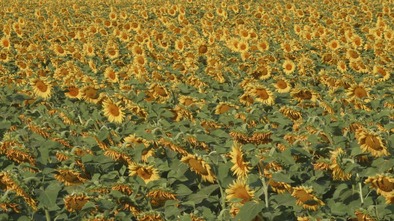 un campo de girasoles en flor en un campo bajo el sol brillante. agricultura. agronomía. selección