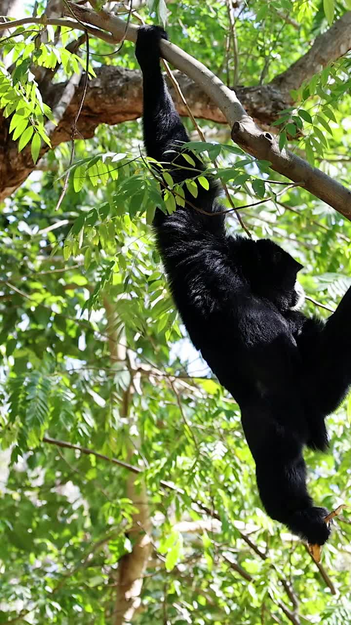 Gibbone si dondola con grazia tra alberi verdi lussureggianti