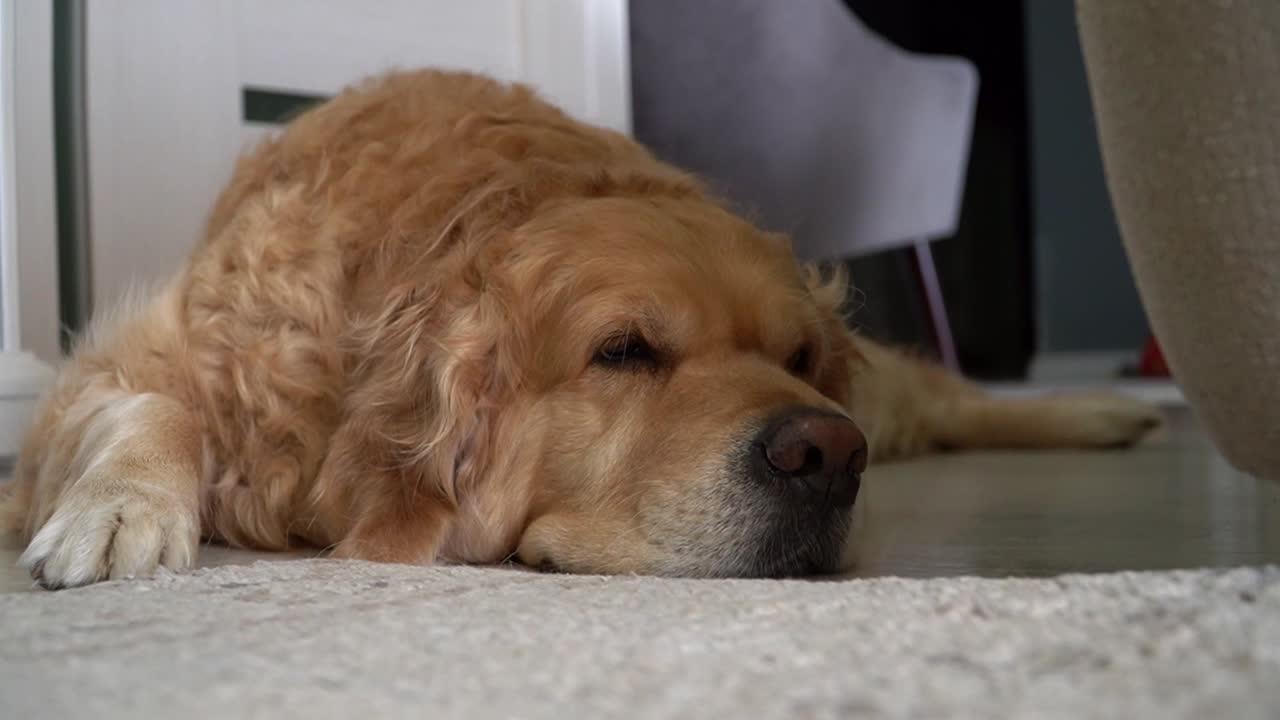 Sleepy Golden Retriever Dog, Lying On The Floor At Home, Close-Up