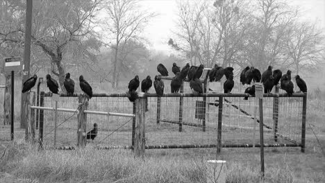 Vögel-Auf-Einem-Zaun-Im-Bundesstaat-Texas