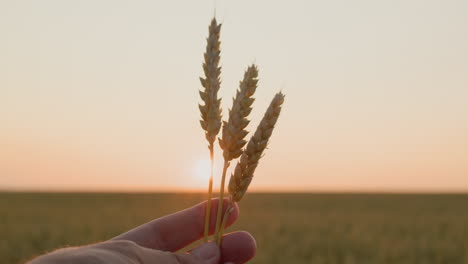 ears of wheat in the sun in the farmer's hand.