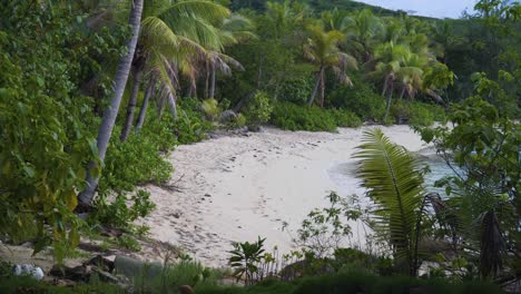 impresionante paisaje de la playa de fiji rodeado de exuberantes palmeras de coco verdes durante el verano - sony - toma amplia