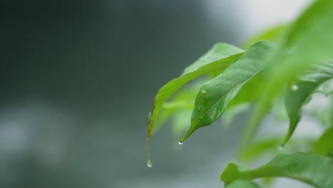 早晨的雾<unk>滴落在叶子上