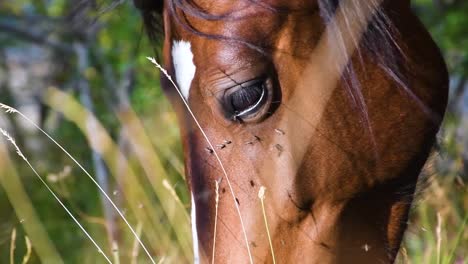 Caballo-Comiendo-Y-Sacudiendo-Moscas