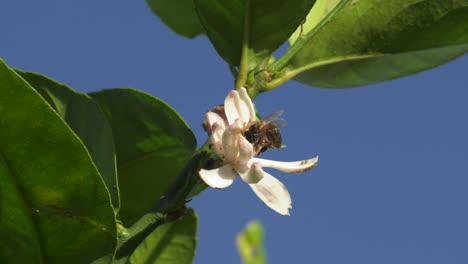 abeja de miel sobre flor de limón blanco con hojas verdes contra el cielo azul, macro cámara lenta
