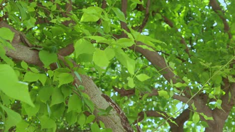 aegle marmelos or bael leaf at tree from different angle at day