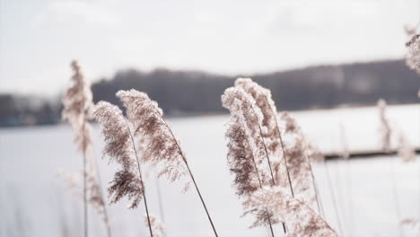 Sunset-Through-the-Reeds