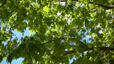la luz del sol a través de las ramas