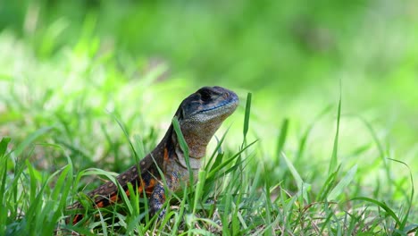 Common-Butterfly-Lizard,-Leiolepis-belliana,-on-a-sea-of-green-grass-not-too-far-away-from-its-burrow-while-its-waiting-for-an-insect-to-flyby-for-its-meal