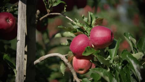 red apples from a branch of a tree in an orchard are picked by a farmer