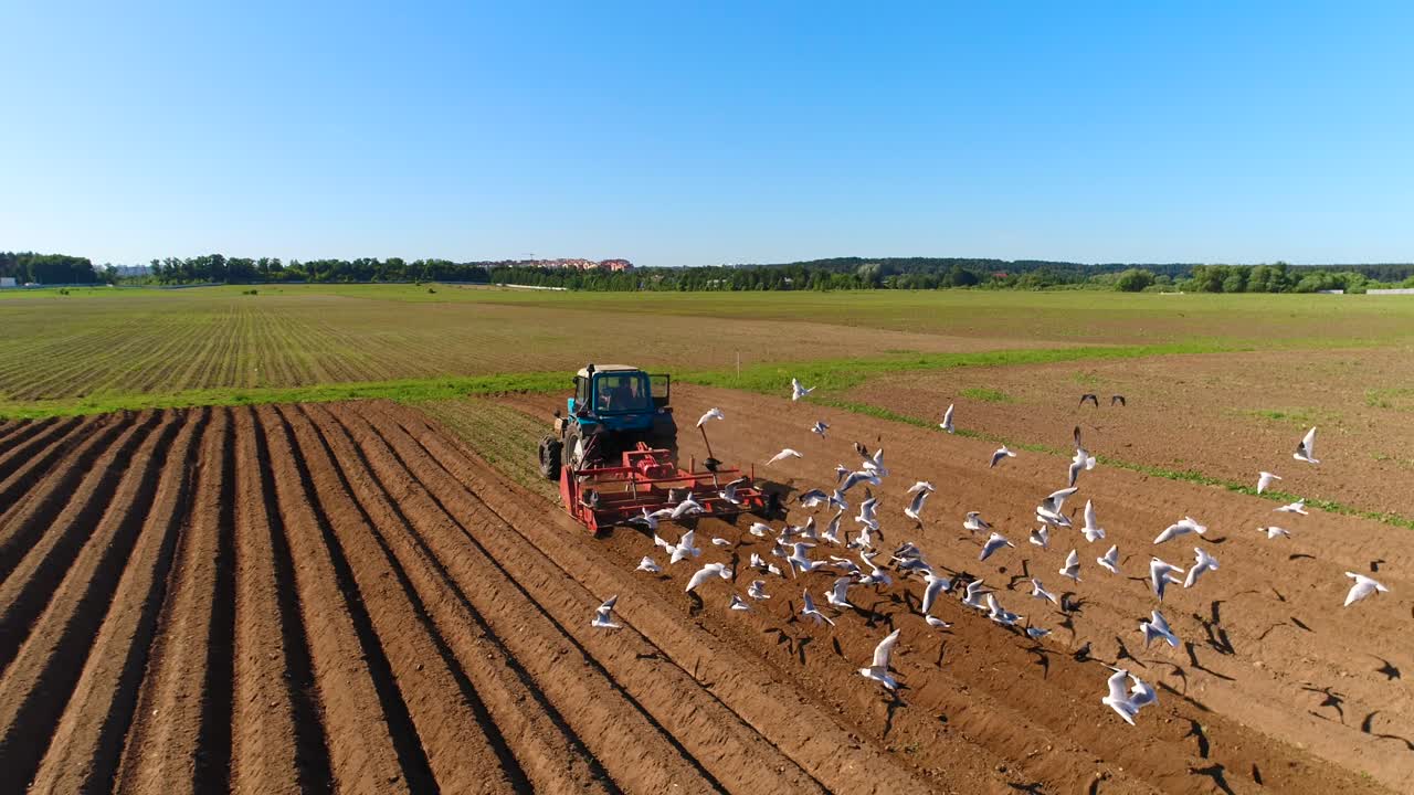 сельскохозяйственная работа на тракторе фермер сеет зерно. голодные птицы летают за трактором и едят зерно с пахотной земли.