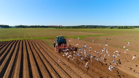 agricultural work on a tractor farmer sows grain. hungry birds are flying behind the tractor, and eat grain from the arable land.