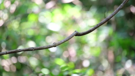 looking up while perched on a vine then flies away to the back, blue-bearded bee-eater nyctyornis athertoni