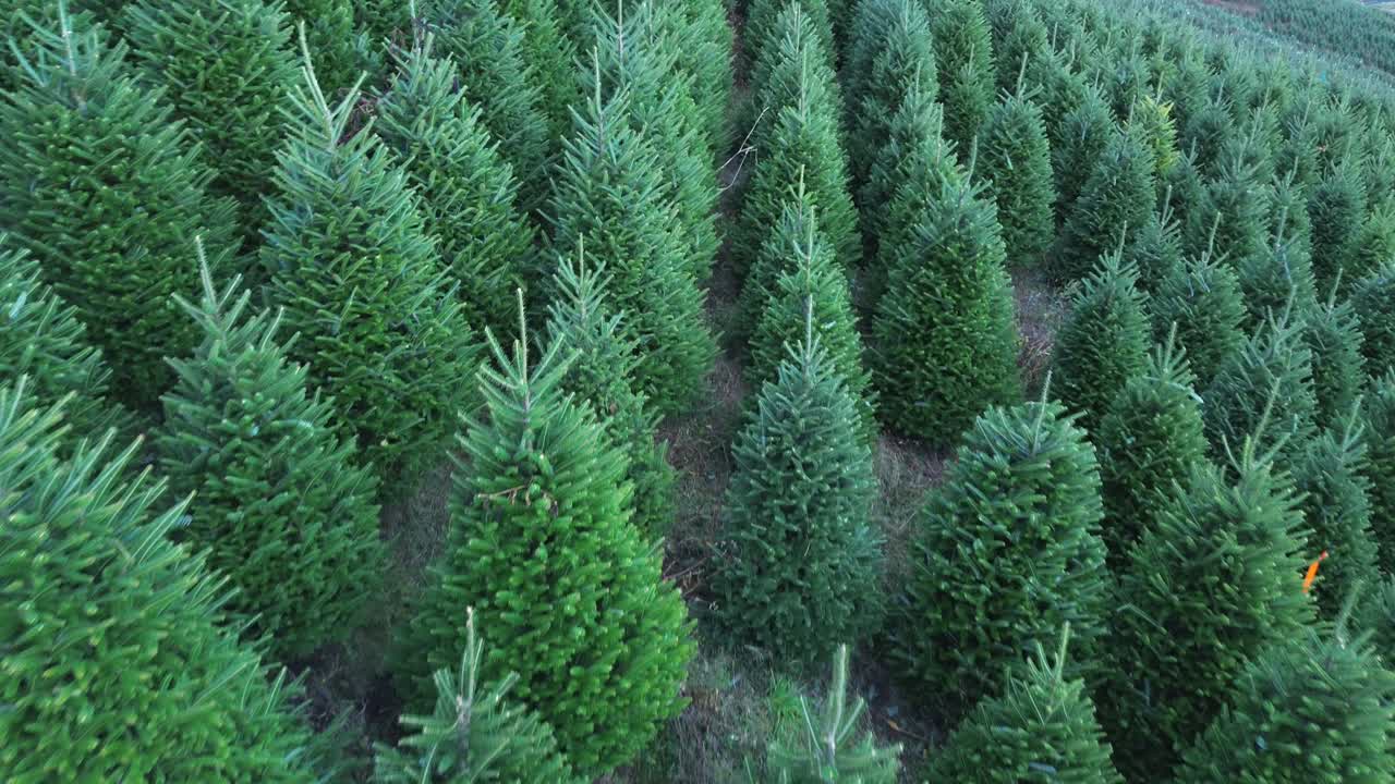 healthy fraser fir christmas trees growing in ashe county nc, north carolina