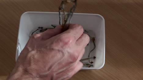 grabbing some dry psychedelic mushrooms out of a box, overhead shot