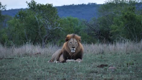 León-De-Melena-Negra-Macho-Acostado-En-La-Luz-Azul-Plana-Del-Atardecer-Africano-Temprano