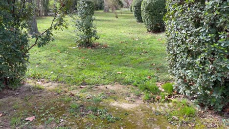 waar we het land beginnen te zien en gevolgd door een spectaculaire tuin met groen gras en ronde heggen met een grote verscheidenheid aan grote bomen jardin de el principe aranjuez spain