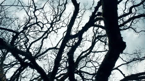 Branches-of-tree-on-background-of-blue-sky.-Rotating-blue-sky-in-forest