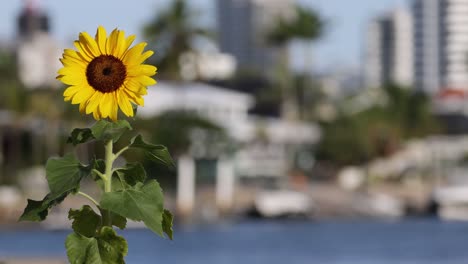 sunflower in focus with cityscape in background