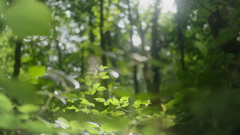 bosques con luz solar