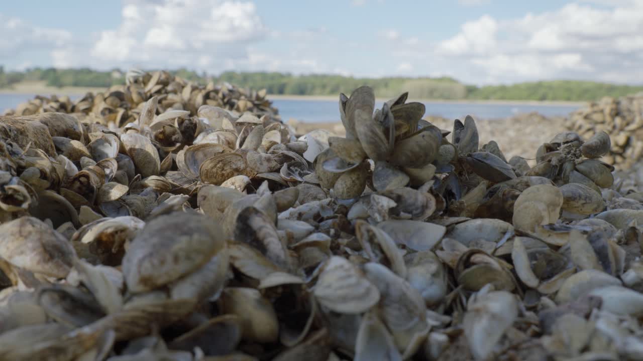 Close-up of mussel shells on Rutland Water's scenic shore