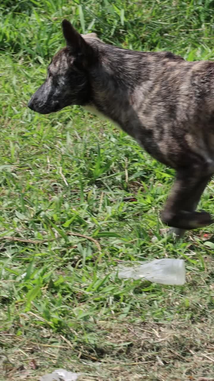 perro caminando y explorando un campo abierto.