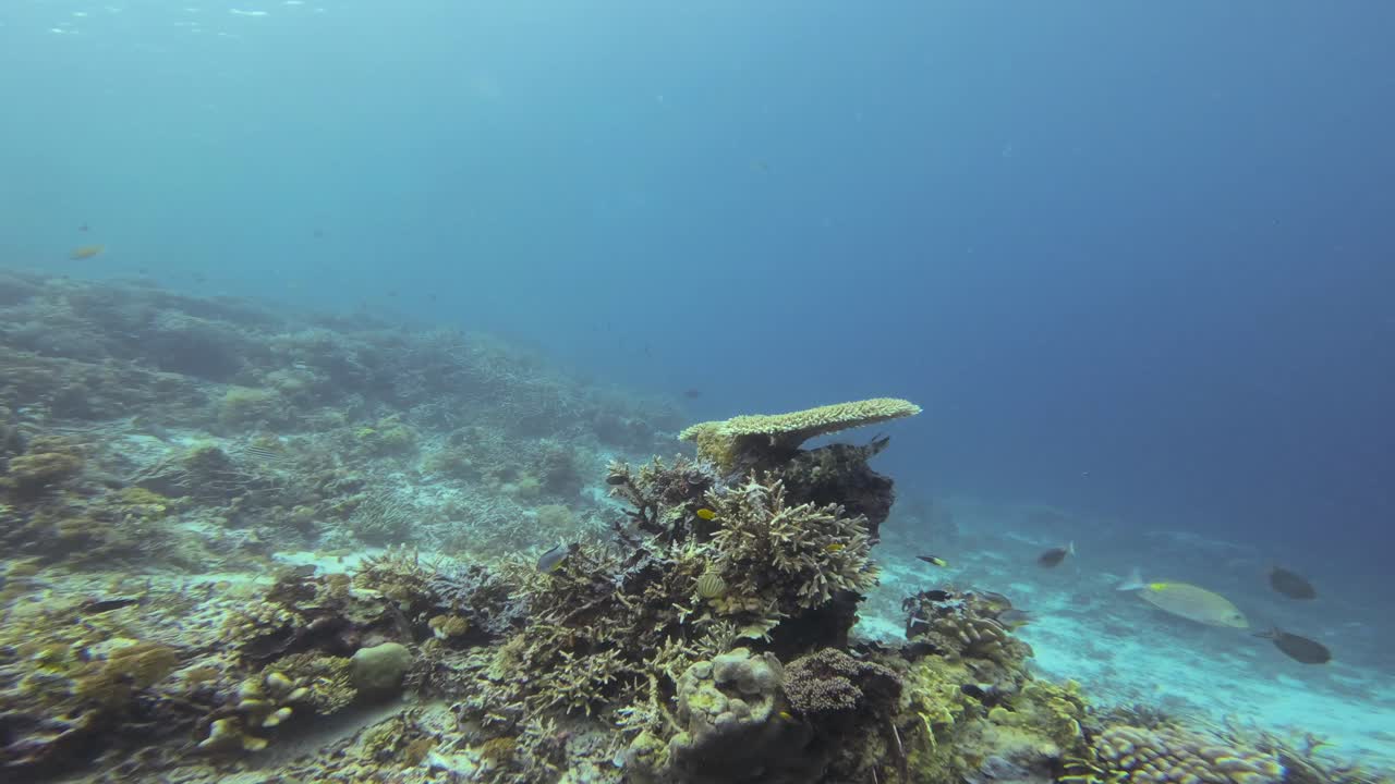 un pez archivo garabateado se esconde debajo de un coral acropora en raja ampat, indonesia