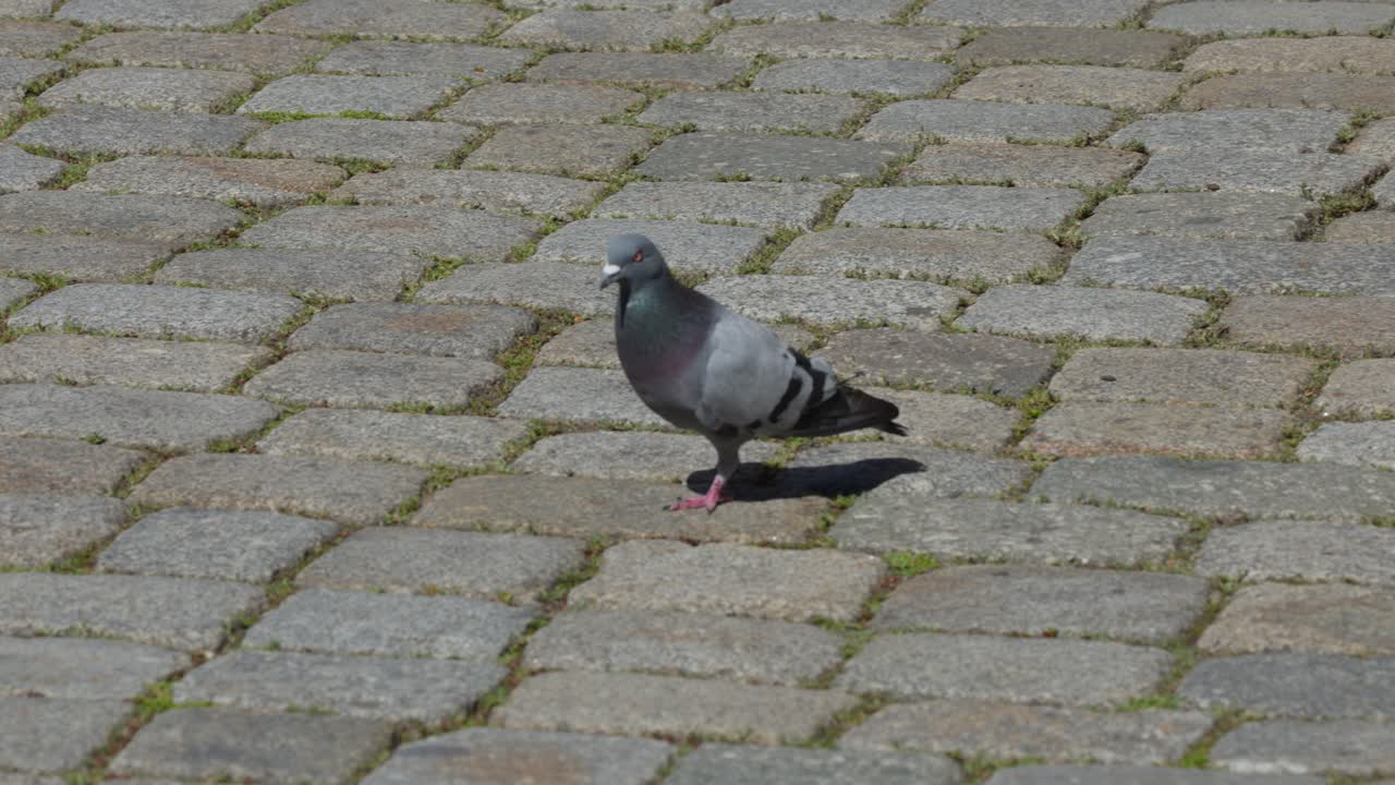Single pigeon walks across cobblestone city square in daylight, camera follows with steady movement