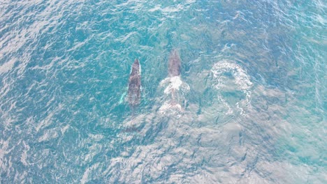Humpback-Whales-Swimming-And-Blowing-Water-In-The-Ocean-In-NSW,-Australia---aerial-top