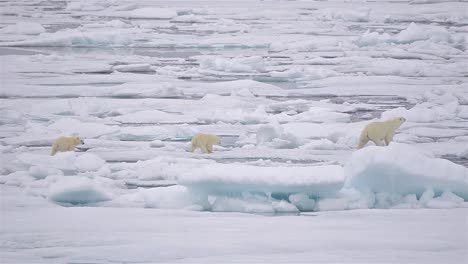 Siembre-Y-Cachorros-De-Oso-Polar-De-Primer-Año-En-El-Hielo-Marino-En-El-Estrecho-De-Barrow,-Justo-Al-Sur-De-La-Isla-De-Cornwallis-En-Nunavut,-Canadá