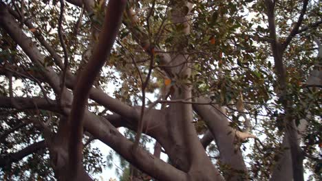 huge trunk and branches of an old ficus tree at the park in benicassim, castello, spain