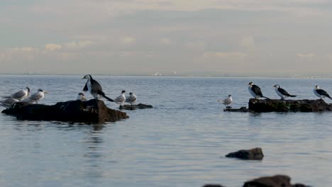 Pequeños-Cormoranes-De-Varios-Colores-Sentados-En-La-Costa---Océano-Un-Grupo-De-Pequeños-Cormoranes-De-Varios-Colores-Sentados-En-Una-Roca