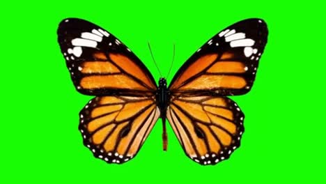 fluttering butterfly motion graphics with green screen background