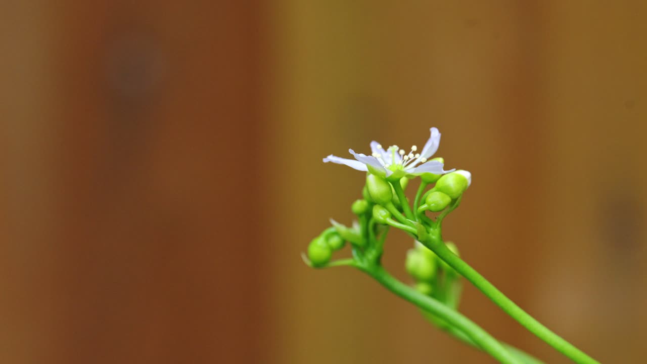 Video shows yellow hoverfly on Venus flytrap flowers