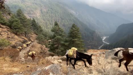 A-mule-train-in-the-Himalaya-Mountains-of-Nepal