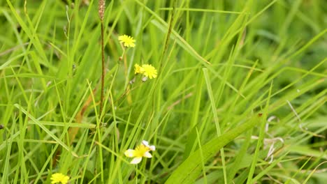 yellow false dandelion flowers gently move among dense green grass in a forest clearing, captured with natural daylight and smooth camera panning