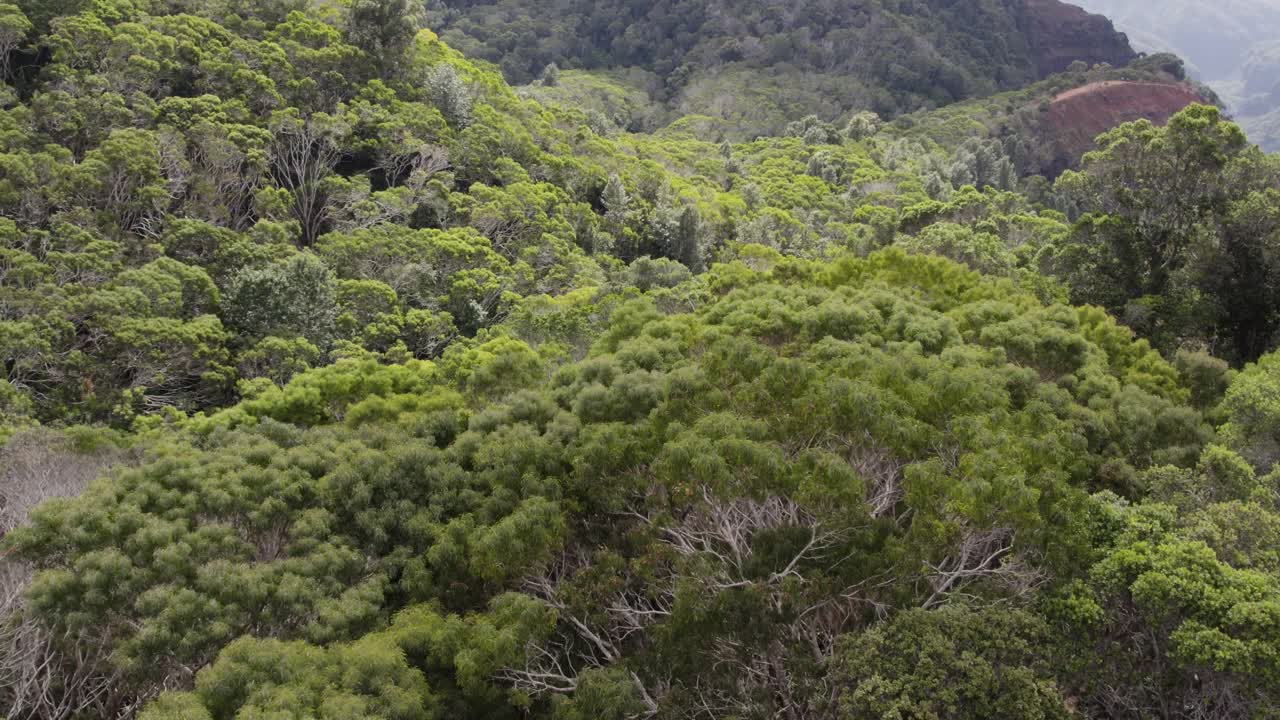 vuelo por encima de las copas de los frondosos árboles verdes en el bosque en el parque estatal del cañón de waimea
