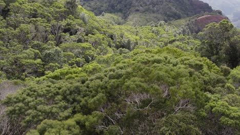 Flug-über-Die-Wipfel-üppiger-Grüner-Bäume-Im-Wald-Im-Waimea-Canyon-State-Park