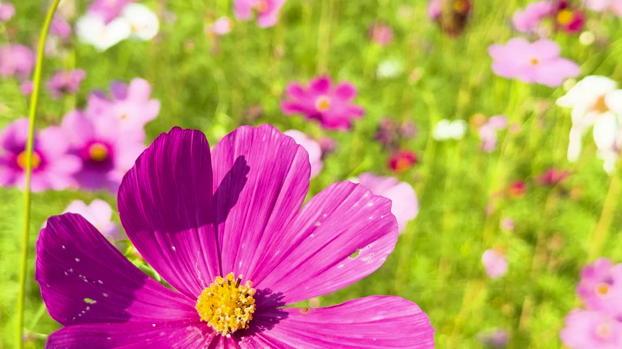 활기찬 우주 꽃이 바람에 흔들리고