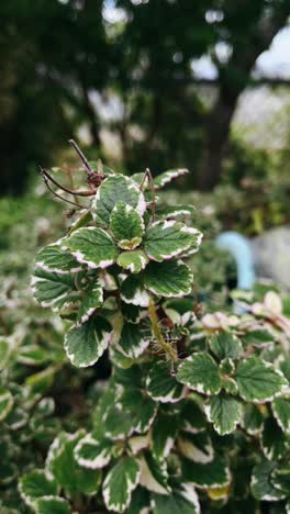 close-up of a variegated plant