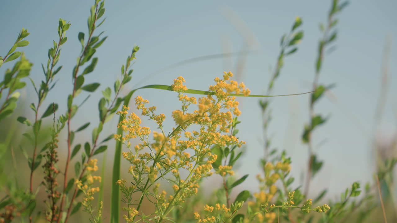 Insect climbs delicately over vibrant yellow wildflower in soft daylight with green leaves and blurred plants swaying in breeze under blue sky