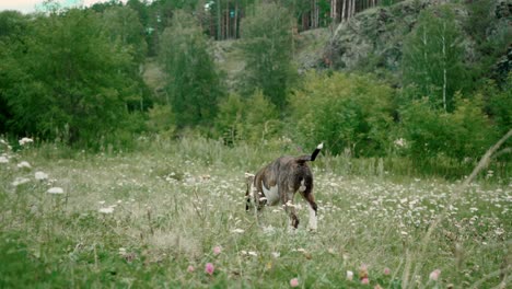 bull terrier puppy in a meadow