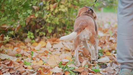 back view of mature woman wearing headphones walking through sunlit autumn forest path lined with fallen leaves and blurred foliage background