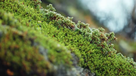 close-up of dense green moss on rocky terrain