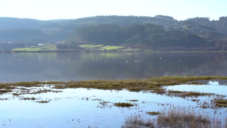 Un-Lago-De-Pantano-Húmedo-Lleno-De-Una-Variedad-De-Aves-Y-Vida-Silvestre