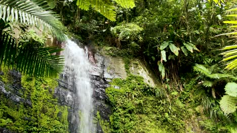 a low-flow waterfall in a lush jungle with ferns, moss and sierra palms, parque el yunque, puerto rico