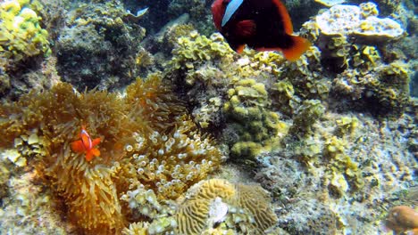 a large red clownfish protects a little orange one swimming around angrily