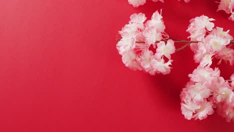 Video-of-close-up-of-cherry-blossom-on-red-background